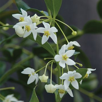 hoya odorata