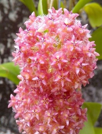 hoya mindorensis pink
