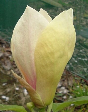 magnolia "yellow lantern"
