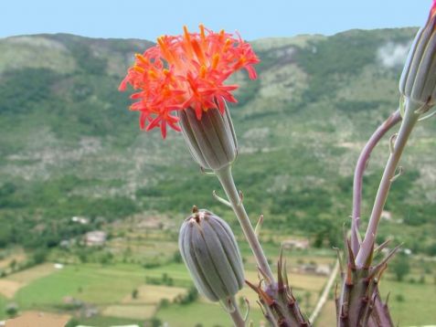 senecio stapeliformis