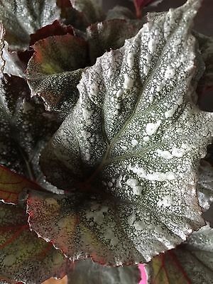 begonia "yukon frost"