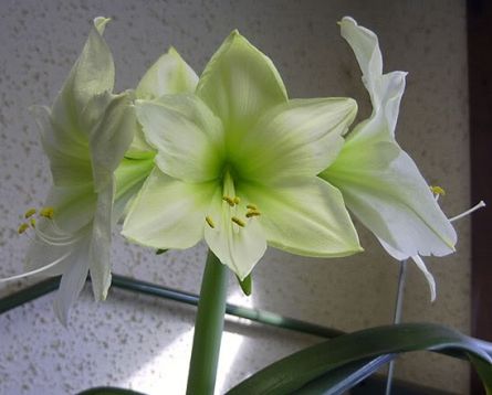 hippeastrum " lemon star"