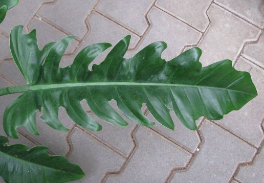 philodendron "narrow"