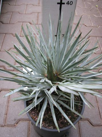 chamaerops humilis var. argentea - žumara nízká