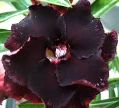 adenium obesum "black window"