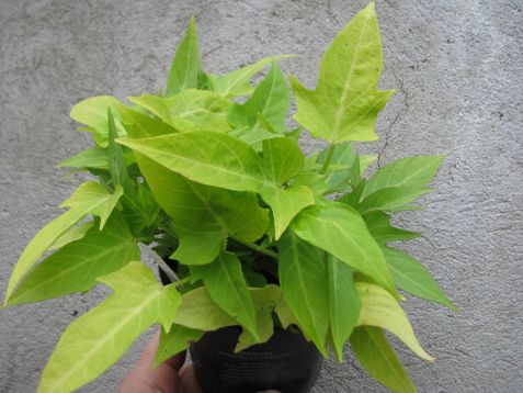 ipomea batatas yellow - batát žlutý