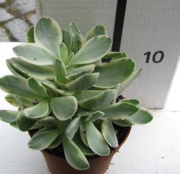 crassula "money maker variegata" - tlustice