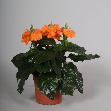 crossandra infundibuliformis