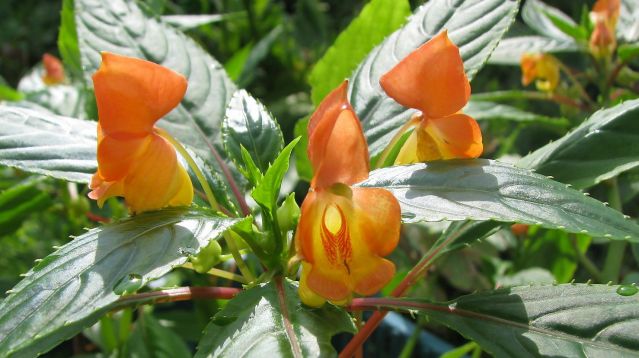 impatiens bicordata hybrid orange - netýkavka