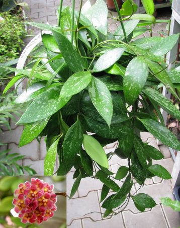 hoya gracilis