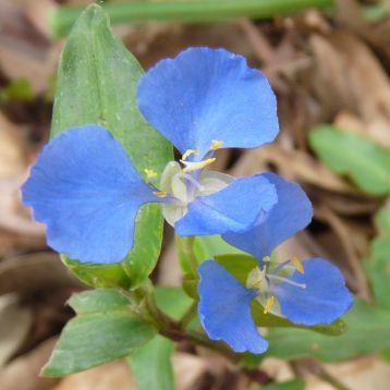 commelina cyanea / diffusa