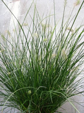 pennisetum alupecuroides "little honey "