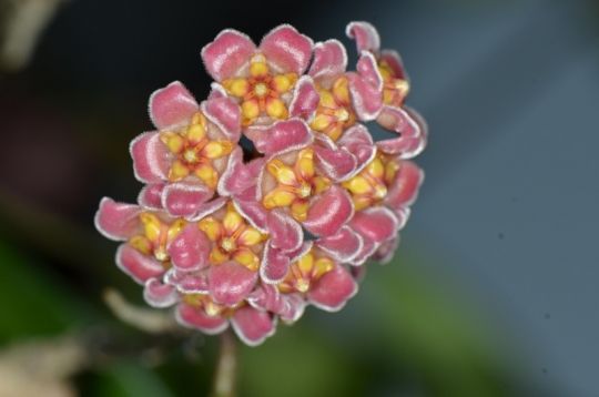 hoya davidcummingiana