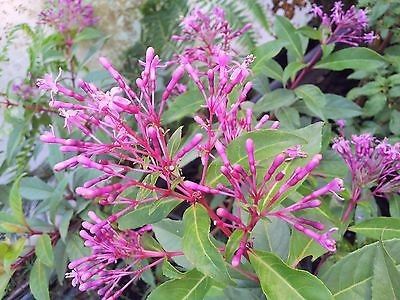 fuchsia arborescens