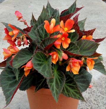 begonia "glowing ember"