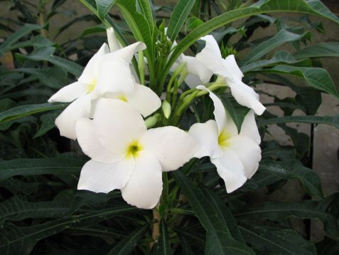 plumeria alba "lanna"