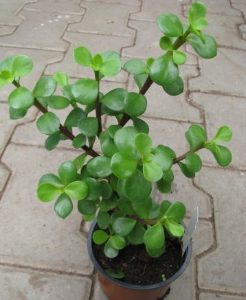 Portulacaria afra