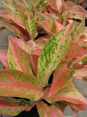 aglaonema commutatum "prestige"