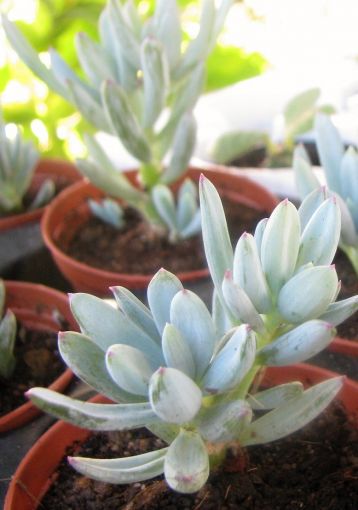 senecio serpens