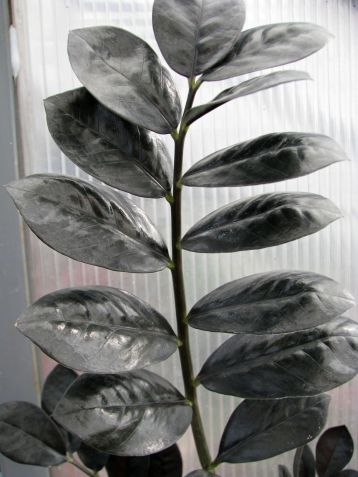 zamioculcas "dowon" black