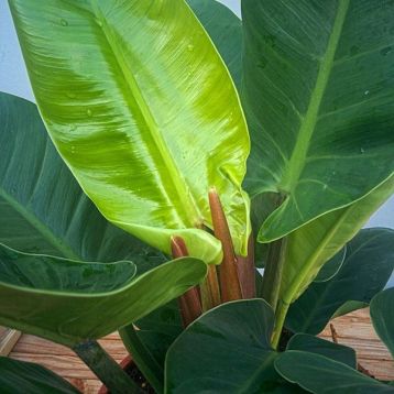 philodendron "imperial green"