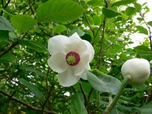 magnolia sieboldii - šácholan sieboldův