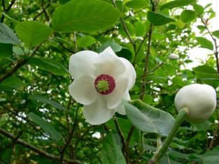 magnolia sieboldii