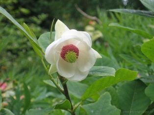 magnolia sieboldii - šácholan sieboldův