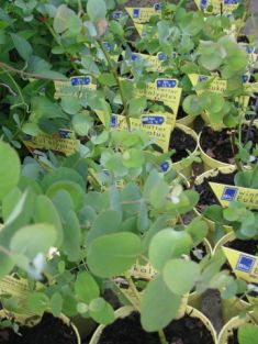 Eucalyptus