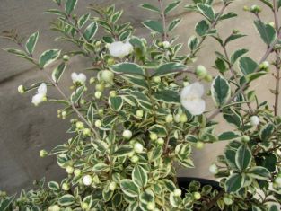 myrta panašovaná - myrtus communis variegata