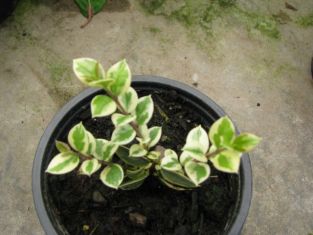 myrtus communis variegata - myrta panašovaná