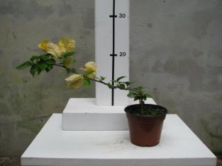 bougainvillea "golden duibloon"