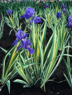 iris pallida variegata