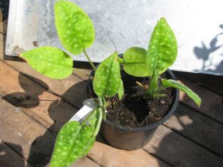 pulmonaria saccharata "dora bieleveld"