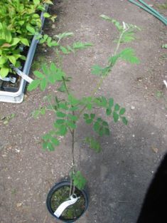 sorbus domestica - oskeruše