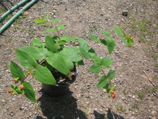 hypericum androsaemum "tutsan" - třezalka bobulovitá