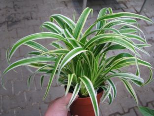 chlorophytum "ocean" - zelenec