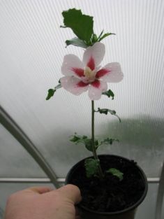 hibiscus syriacus "hamabo" - ibišek syrský , venkovní