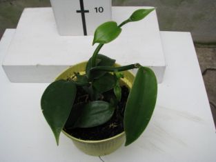 vanilla planifolia - vanilovník , vanilka pravá