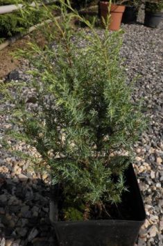 juniperus communis "gold cone" - jalovec obecný