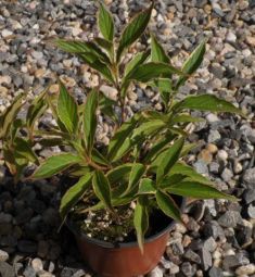 weigelia florida "splendid"