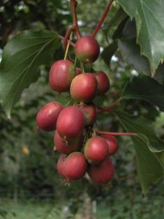 Actinia purpurea "ken"s red"