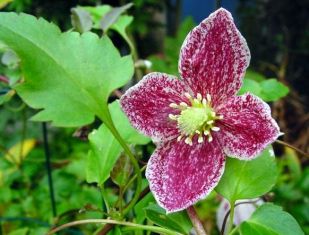 Clematis cirrhosa "freckless" - klematis