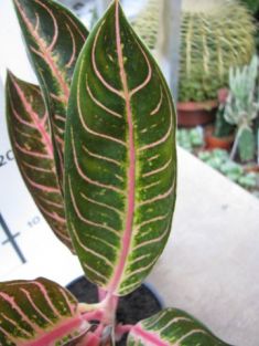 aglaonema commutatum "pride of sumatra"