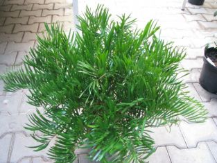 cykas zamia integrifolia