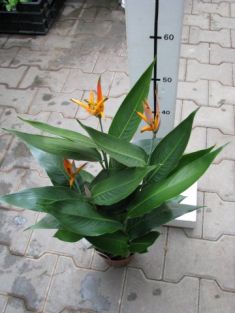 heliconia "olympic dream"