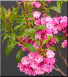kalmia latifolia "little linda"