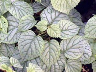 schizophraghma hydrangeoides "moonlight" - schizofragma hortenziovitá