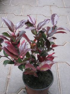 leucothoe walteri "scarletta"