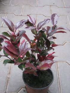 leucothoe walteri "scarletta" - leukotoe